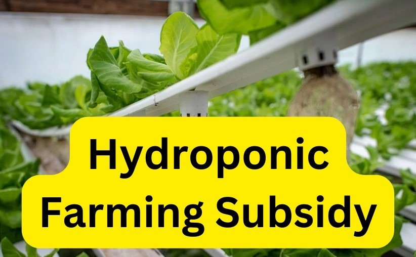 Hydroponic Farming Subsidy