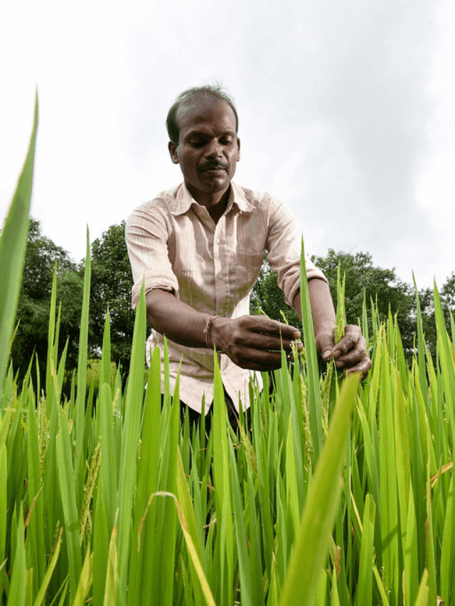 मध्य प्रदेश के किसानों के लिए PACS गोदाम सूची – जानें कैसे उपलब्ध करें आवश्यक सामग्री!